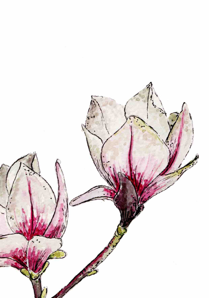 Pure Art - Magnolia (Unbagged)