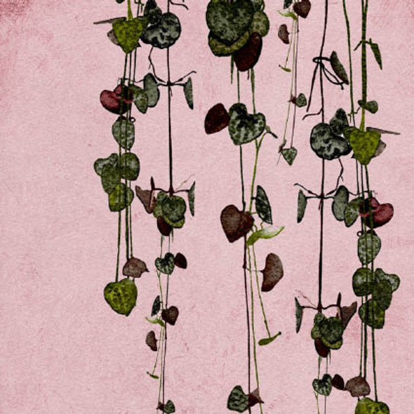 Ceropegia   - String of Hearts
