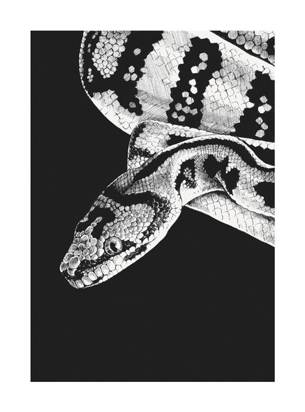 Ink & Shadow- Snake (100 x 135mm)