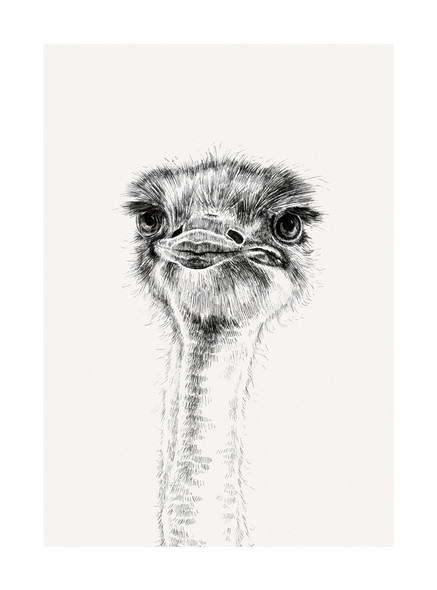 Ink & Shadow- Ostrich (100 x 135mm)