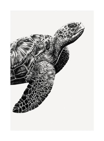 Ink & Shadow- Turtle (100 x 135mm)