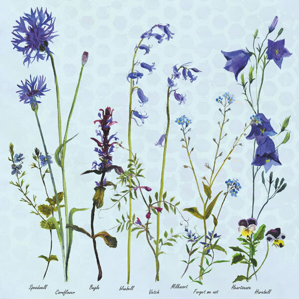 Annabel Langrish - Cornflowers and Bluebells