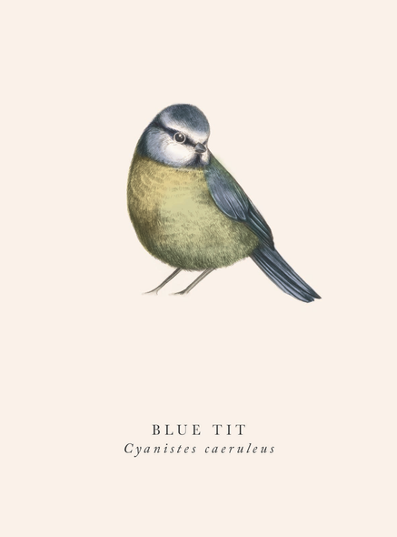 Blue Tit