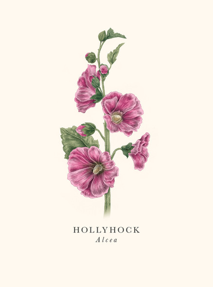 Hollyhock