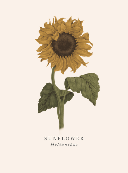 Sunflower (ART BK01)