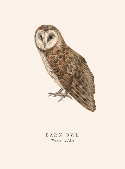 Barn Owl