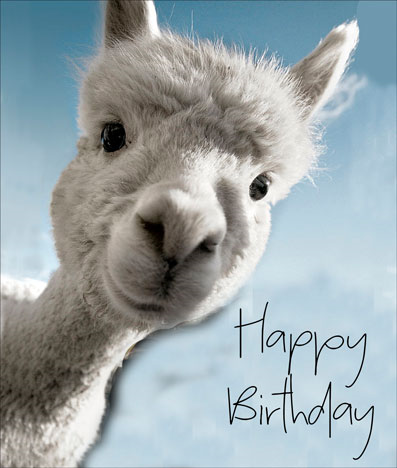 Animaltastic HB- Alpaca