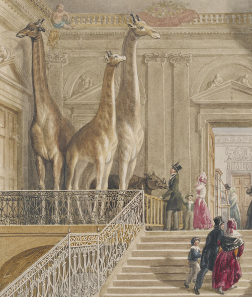 British Museum-  Giraffes At The Museum