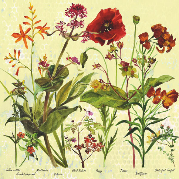 Annabel Langrish - Poppys and Wallflowers