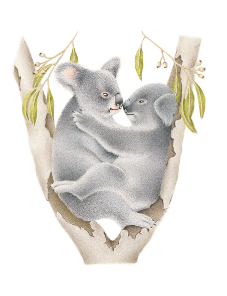 Kris Hartas- Koala Embrace