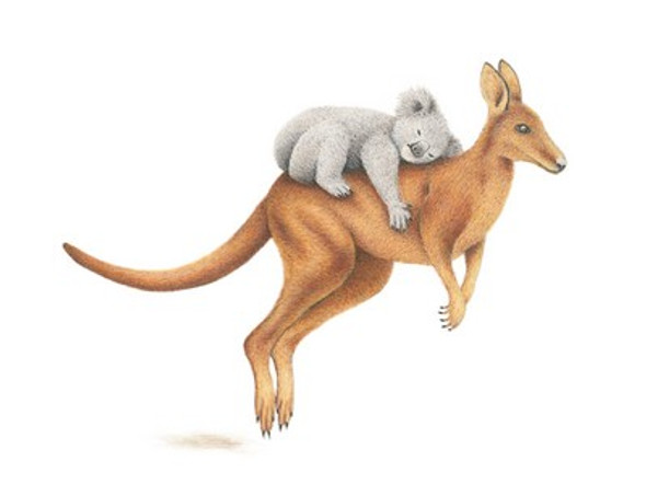 Kris Hartas- Koala & Kangaroo