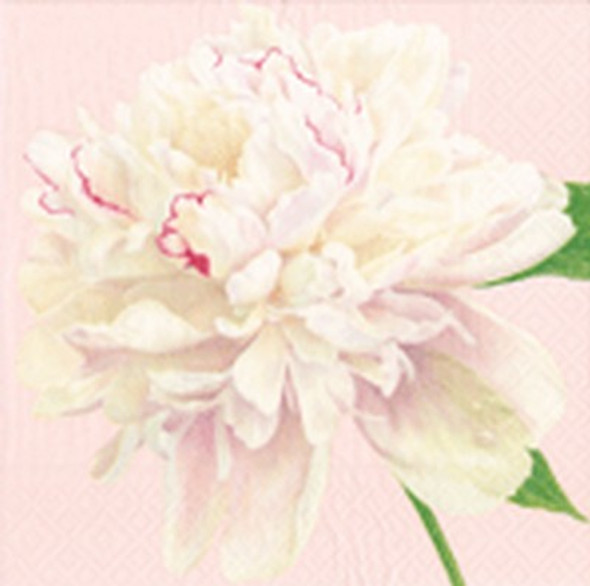 Karen Kluglein - Duchess Peonies Blush