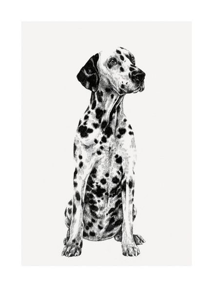 Ink & Shadow- Dalmatian (100 x 135mm)