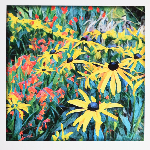 Rudbeckia