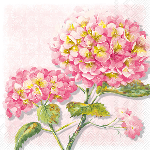 Pink Hydrangea - Lorea