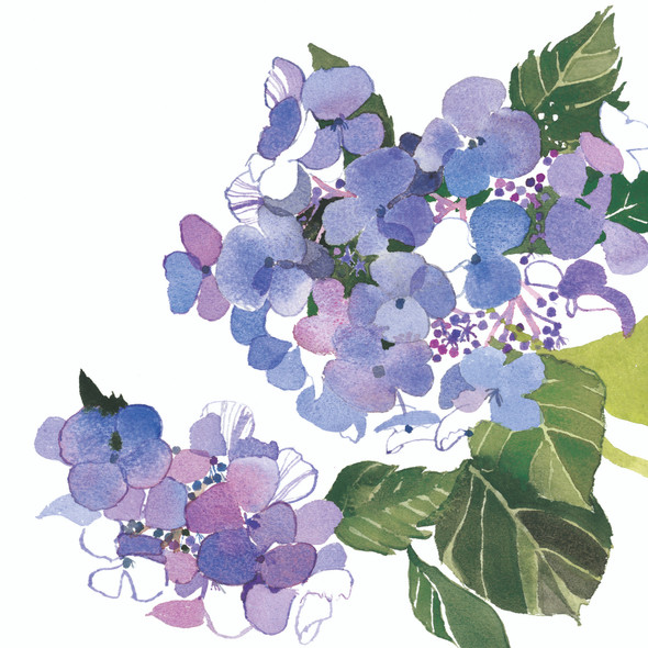 Jane Ormes- Blue Hydrangea