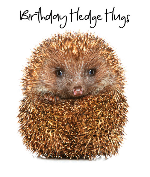 Animaltastic HB- Birthday Hedge Hugs