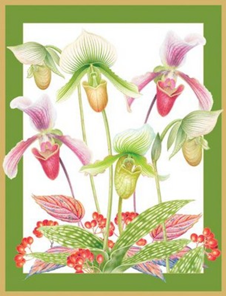 Box 16 - SALE Slipper Orchids 