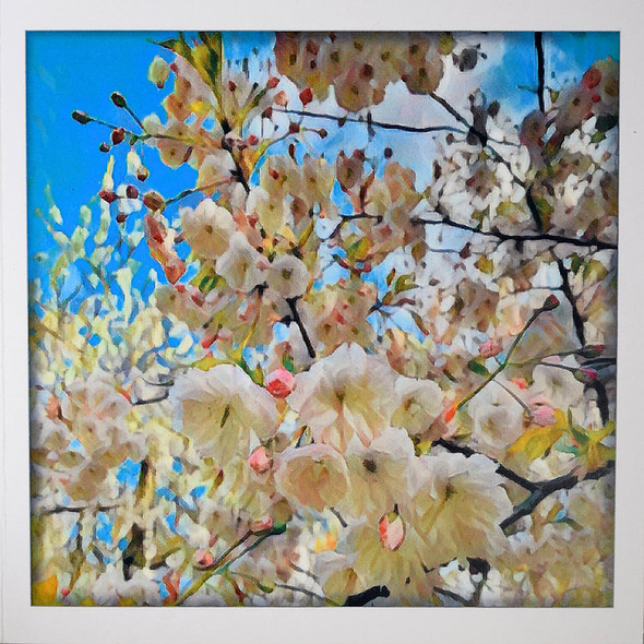 Cherry Blossom (WJB PP13)