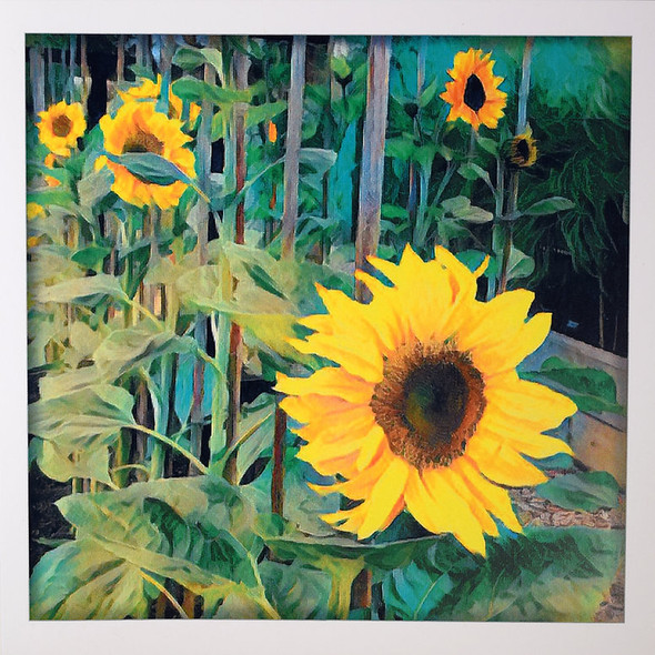 Sunflowers (WJB PP02)