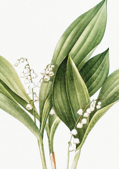 Say it with Flowers - Lily of the Valley