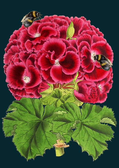 Botanicals- Geramium
