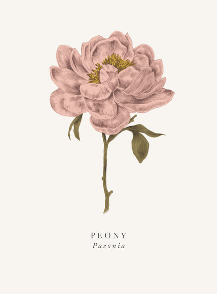 Peony (ART BK07)