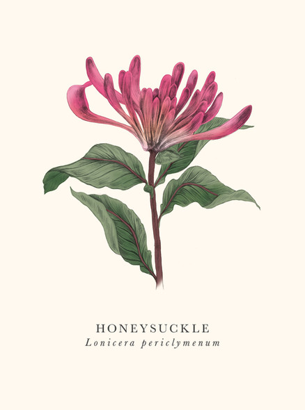 Honeysuckle
