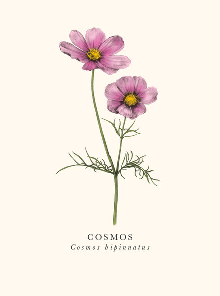 Cosmos (ART BK30)