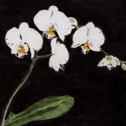 Royal Academy- Dame E. Blackadder Orchidaceae-Phalaenopsis Antartica