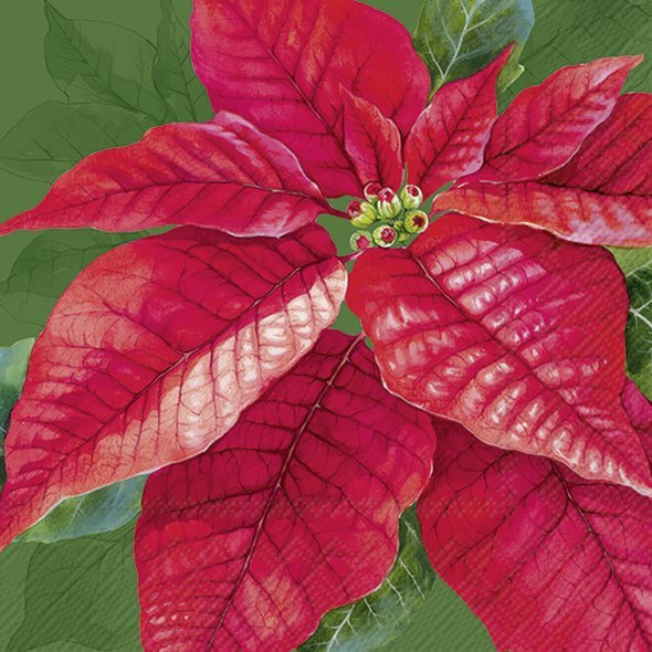 Elegant Poinsettia Green