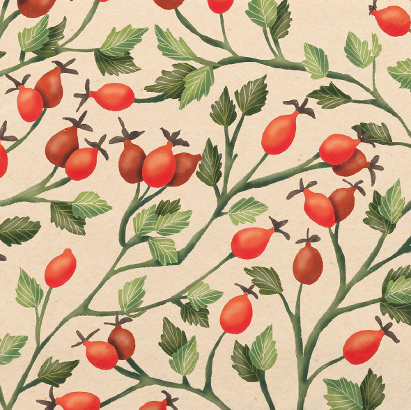Rosehips (X26PPDL333 002846)