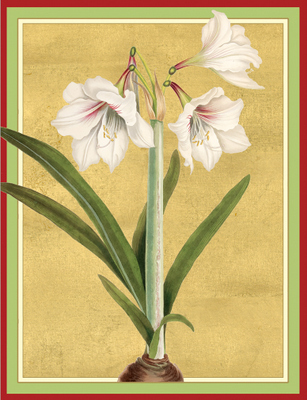 Box 16 - SALE White Amaryllis (X26CAR D81315)