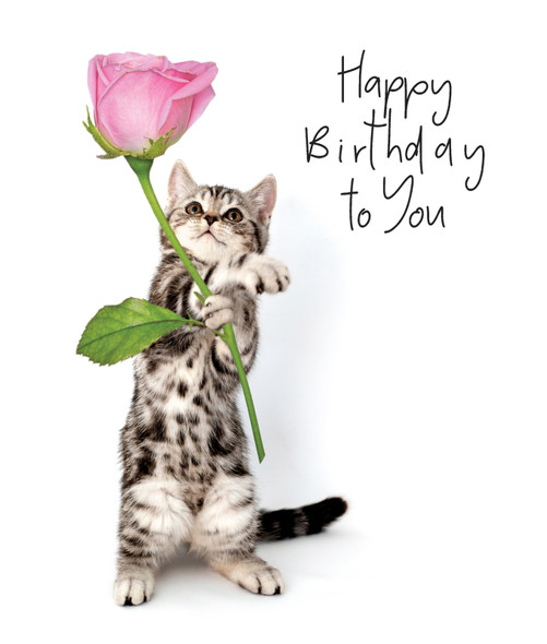 Animaltastic HB- Kitten And Rose