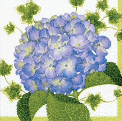 Hydrangea