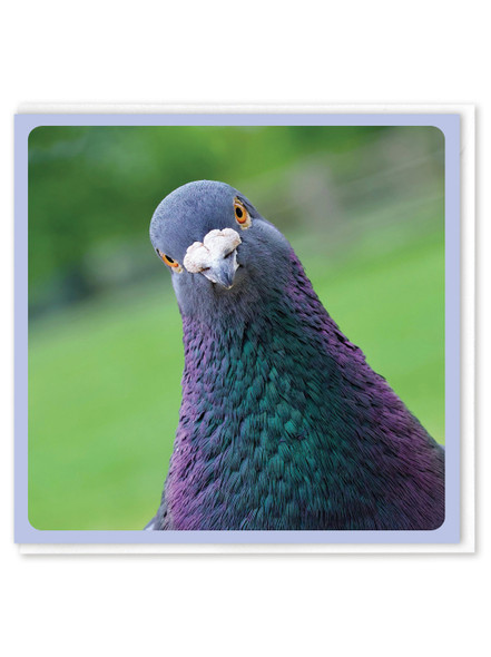 Pigeon