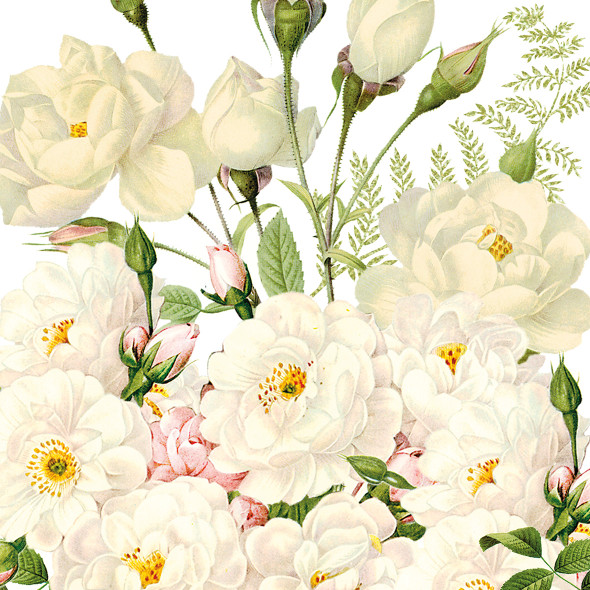 Roses Blancs
