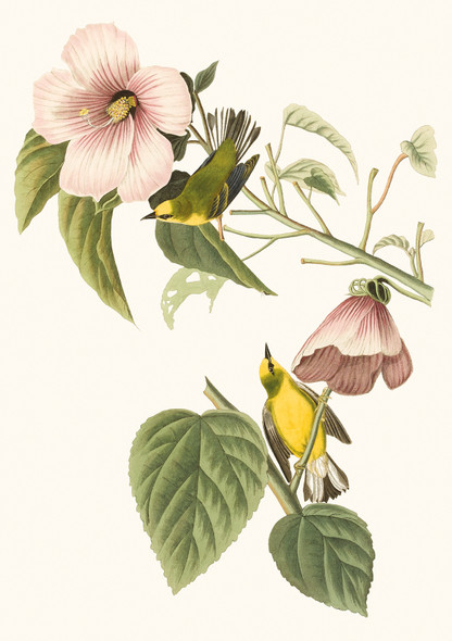 Uni Cambridge- J James Audubon Warblers (1785-1851)