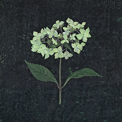 Royal Academy- M. Miller Pale Green Hydrangea