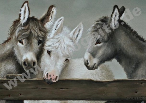 Trio of Donkeys