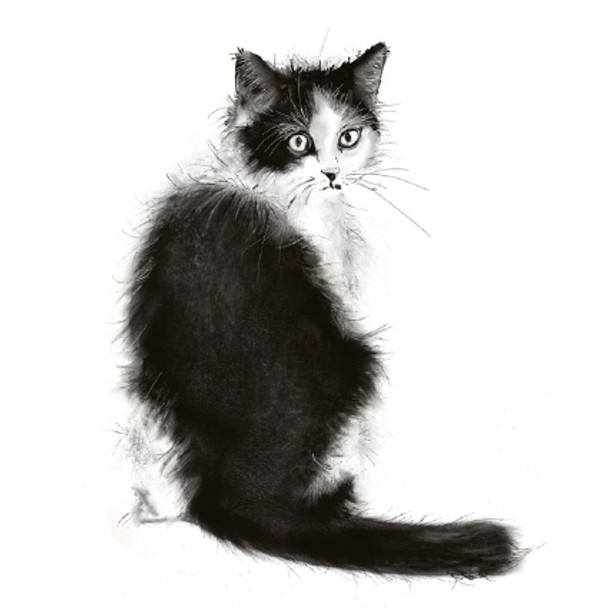 Fur & Feather - Black & White Cat