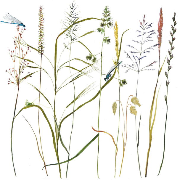 Annabel Langrish - Grasses