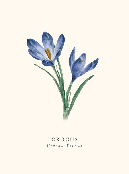 Crocus