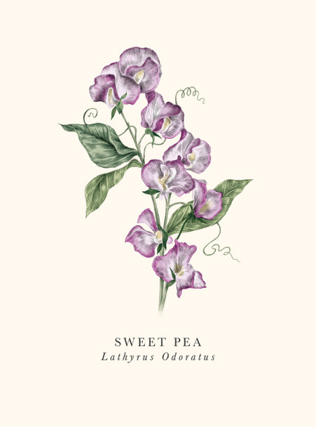 Sweet Pea