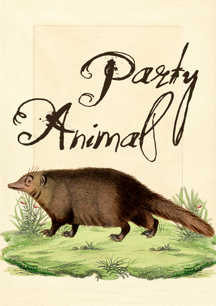 SALE HB- Party Animal