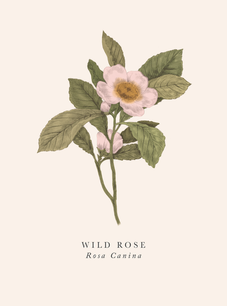 Wild Rose