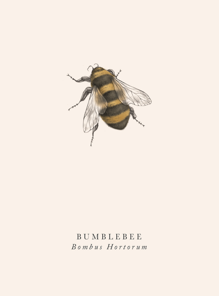 Bumblebee (ART BK20)