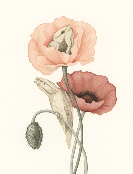 Andrea Watercolours - Tawny Poppies