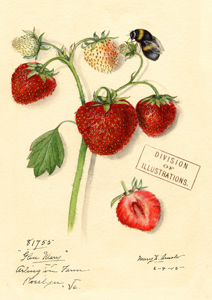 Botanical Strawberries