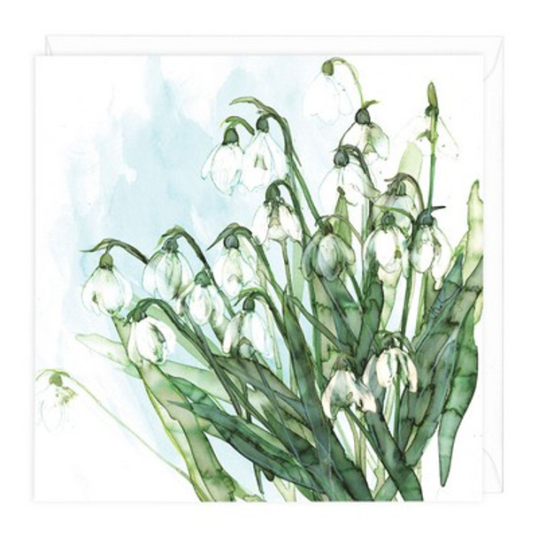 Trotman - Snowdrops (unbagged)